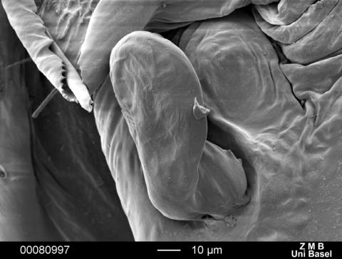 Malthonica lusithanica male palp ventral median apophysis.jpg