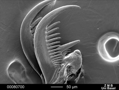 TegenariaFerruginea_clawLeg1_lateral.jpg