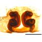 ferruginea female vulva 800x550 0_5mm