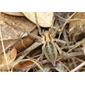 Aranha-de-labirinto-europeia // Common Labyrinth Spider (Agelena labyrinthica), female