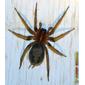 Aranha-de-lençol-de-cabeça-estreita // Funnel-web Spider (Lycosoides coarctata)