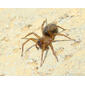 Aranha da família Agelenidae // Funnel-web Spider (Textrix sp.), female