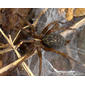 Aranha-de-lençol-de-cabeça-estreita // Funnel-web Spider (Lycosoides coarctata), female
