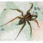 Aranha-de-lençol-de-cabeça-estreita // Funnel-web Spider (Lycosoides coarctata), female