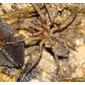 Tecedeira-de-funil-das-clareiras // Spider (Tegenaria feminea)