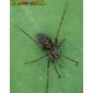 Aranha // Spider (Malthonica sp.)