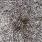 Aranha // Spider (Malthonica sp.)