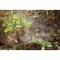 Teia de Aranha-de-labirinto-europeia // Web of Common Labyrinth Spider (Agelena labyrinthica)