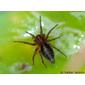 Aranha // Funnel-web Spider (Agelena sp.), juvenile