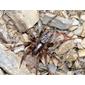 Aranha-de-labirinto-dos-pinhais // Spider (Textrix pinicola)