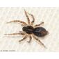 Aranha // Spider (Textrix sp.)