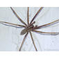 Tecedeira-de-funil-dos-celeiros // Common House Spider (Eratigena atrica)