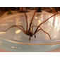 House Spider